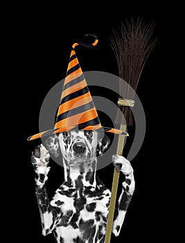Cute halloween dog in funny hat with broom - isolated on black