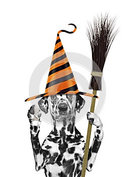 Cute halloween dog in funny hat with broom - isolated on white