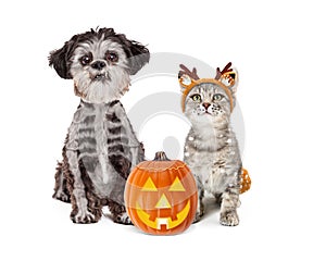 Cute Halloween Dog and Kitten in Costumes