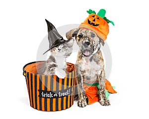 Cute Halloween Kitten and Puppy