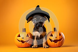 Cute Halloween puppy dog wearing hat sitting with jack-o-lantern pumpkins
