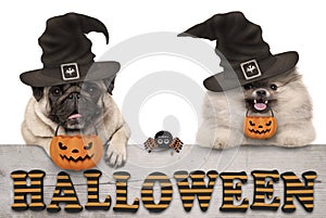 Cute halloween puppy dogs - pug and pomeranian spitz - with pumpkin candy basket for trick and treat, on wooden banner with text