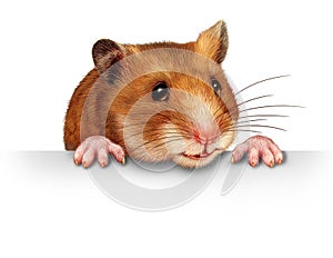 Cute Hamster