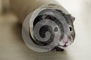 Cute hamster