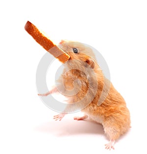 cute hamster with bread