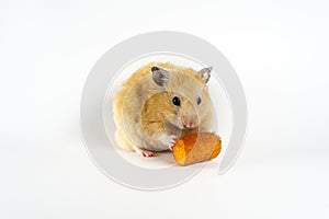 Cute hamster eating carrot on white background