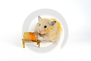 Cute hamster eating carrot on white background