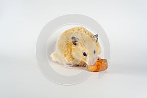 Cute hamster eating carrot on white background