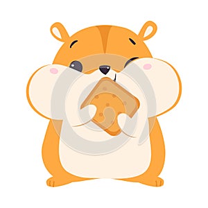 Cute Hamster Eating Cookie, Adorable Funny Pet Animal Character Cartoon Vector Illustration