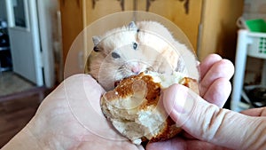 Cute hamster eats a bun from the hand