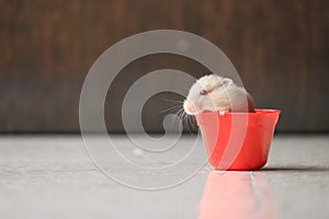 A cute hamster in red sauce container