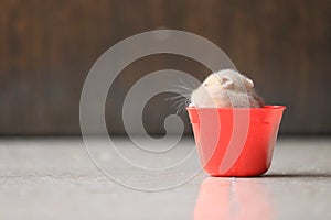 A cute hamster in red sauce container