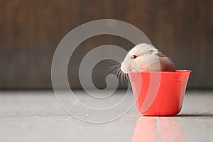 A cute hamster in red sauce container