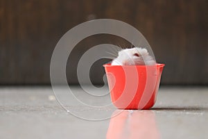 A cute hamster in red sauce container