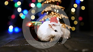 Cute hamster with santa hat on bsckground with christmas lights.