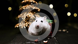 Cute hamster with santa hat on bsckground with christmas lights.