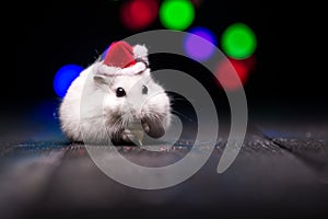 Cute hamster with santa hat on bsckground with christmas lights.