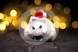 Cute hamster with santa hat on bsckground with christmas lights.