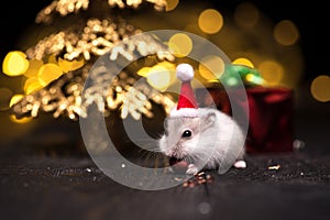 Cute hamster with santa hat on bsckground with christmas lights.