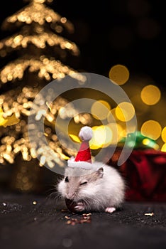 Cute hamster with santa hat on bsckground with christmas lights.