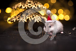 Cute hamster with santa hat on bsckground with christmas lights.