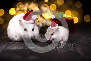 Cute hamster with santa hat on bsckground with christmas lights.