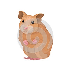 Cute hamster small rodent animal vector Illustration on a white background