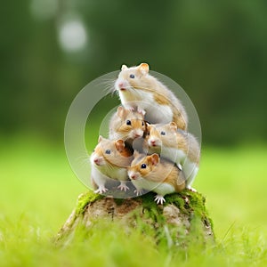 cute hamsters is sitting on a pebble against