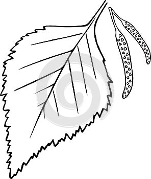 Cute hand drawn birch leaf with birch buds in doodle style isolated on white background
