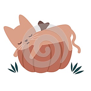 cute hand drawn cartoon character brown cat sleeping on pumpkin funny vector illustration isolated on white background