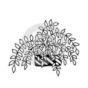 Cute hand drawn flower plant in pot. Doodle vector illustration.