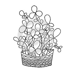 Cute hand drawn flower plant in pot. Doodle vector illustration.