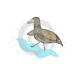 Cute hand drawn illustration of bird in water