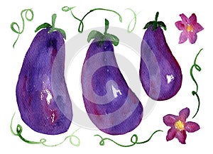 Cute hand drawn watercolor bright purple eggplant