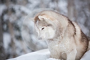 cute and happy beige dog breed siberian husky with snow on its head sitting on the snow in the fairy winter forest