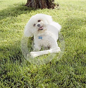 Cute, happy, Bichon Frise dog with clean white fur playing with chew toy bone outdoors on grass lawn photo