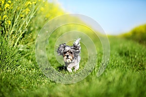 Cute and happy Bichon Havanese dog with flying ears running near a rapeseed field. Copy space, shallow depth of field