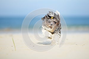 Cute and happy Bichon Havanese dog running on the beach on a bright sunny day. Shallow depth of field