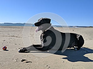 Cute happy big dog sitting on beach with flat horizon tongue out panting shadow and ball on sand on beach with burred blue sky