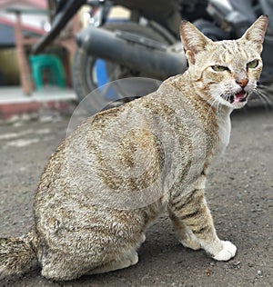 Cute and happy Brown cat in yard