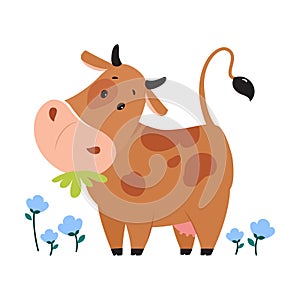 Cute happy brown cow grazing in meadow and eating grass. Lovely farm animal character cartoon vector illustration