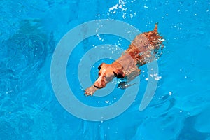 Cute happy brown dog swimming in blue water. Red Sea. Sunny beach and sea with deep water landscape. Day rest at the beach,