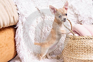 Cute happy chihuahua puppy playing on living room`s and gnaw Wicker basket at white background and looking at camera