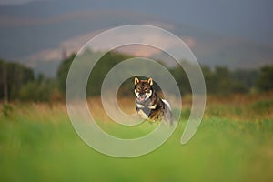 Cute, happy and crazy Young Shikoku Dog running fast In the Meadow at sunset