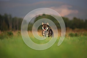 Cute, happy and crazy Young Shikoku Dog running fast In the Meadow at sunset