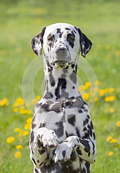 Cute happy dalmatian dog puppy sitting on fresh summer grass