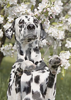 Cute happy dalmatian dog puppy sitting near the summer tree