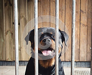 Cute happy dog behind fence, Rottweiler in cage, portrait of beautiful pet locked