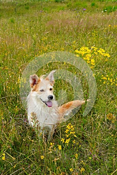 Cute happy dog on grassland in summer in the countryside