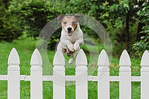 Cute happy dog jumping over fence of back yard to greet owner